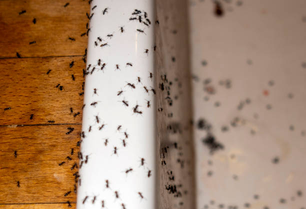 Best Pest Removal Services  in Slocom, AL