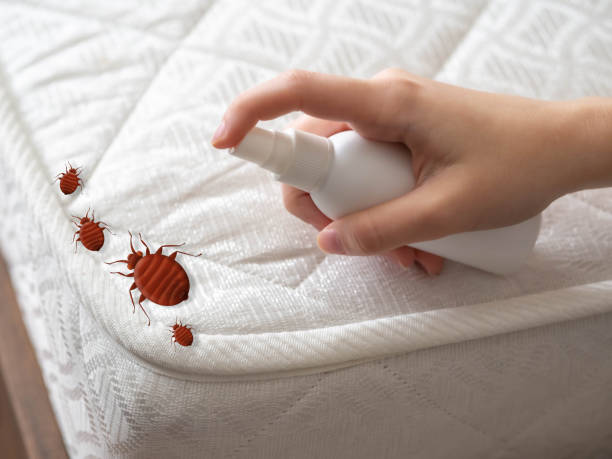Best Wasp Removal Services  in Slocom, AL