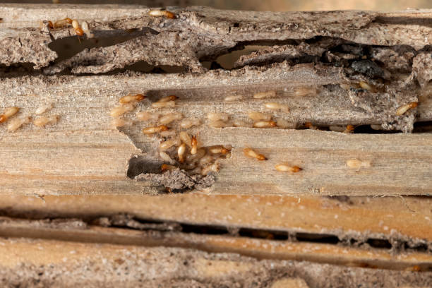 Best Insect Control  in Slocom, AL